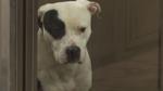 Animal rescue group help spay and neuter Texarkana pets