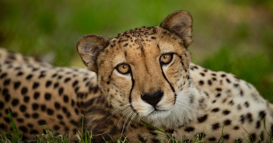 Tyler Crew - Cheetah