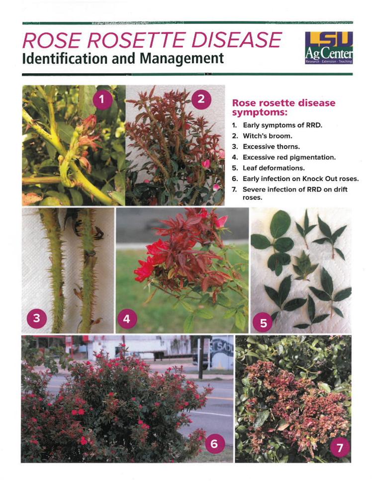 Identifying Rose Rosette Disease, preventing the spread News
