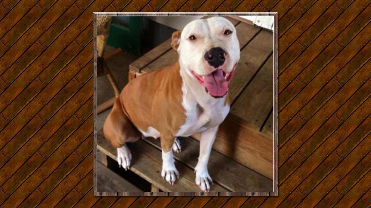 41 HQ Photos Care Pet Clinic Texarkana Texarkana Ar - Swar Animal Shelter To Receive 1m Donation Arklatexhomepage