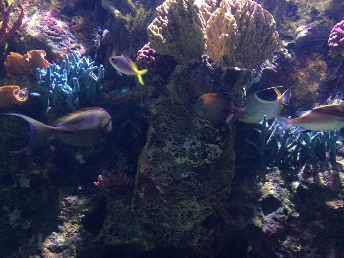 Billed as a World of Wonder, Shreveport Aquarium officially opens