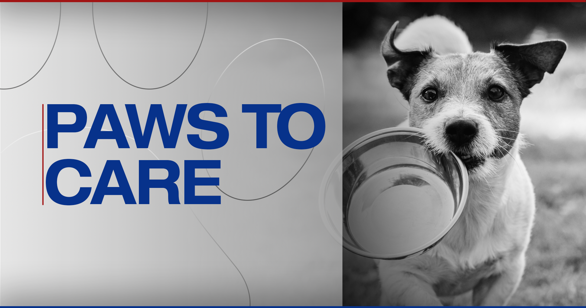 Paws to Care: Friends of Marshall Animals - Vimarsana News