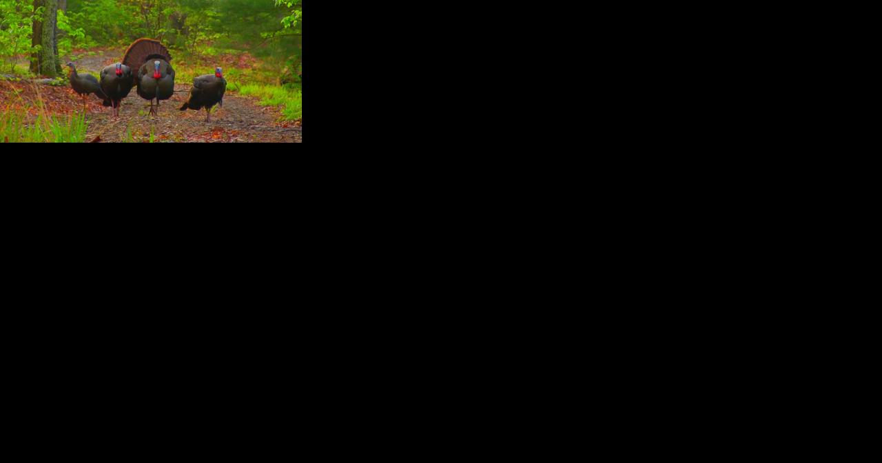 Once endangered due to over hunting, wild turkeys making comeback in Louisiana - Vimarsana News