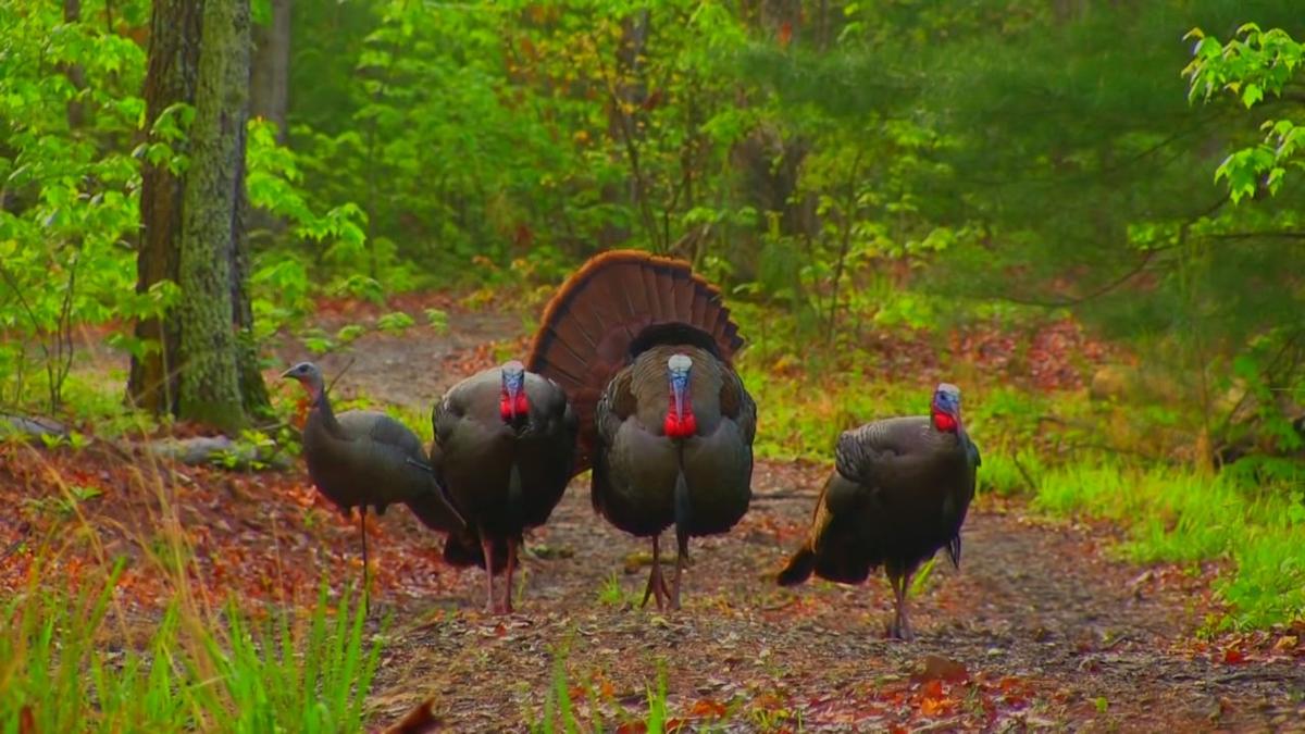 What you need to know about turkey season in Louisiana ArkLaTex In
