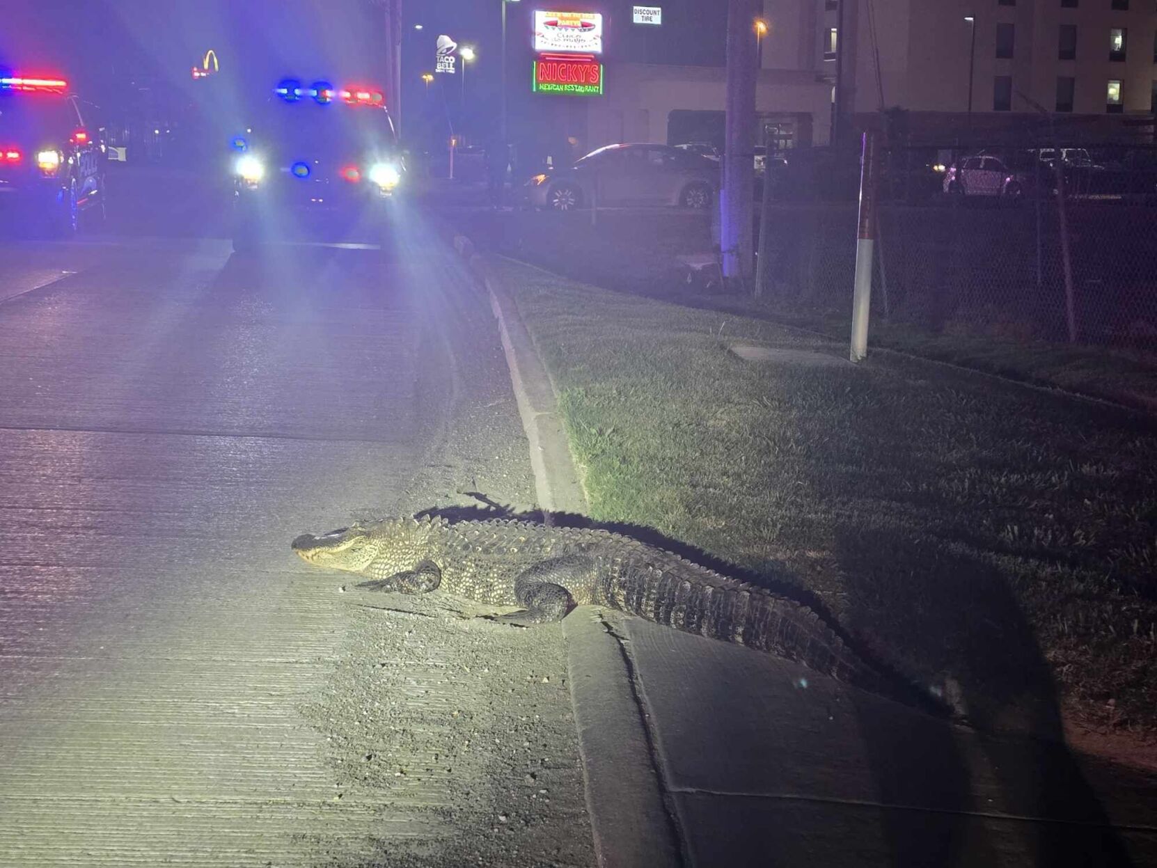 Gator spotted in Bossier City | News | ktbs.com