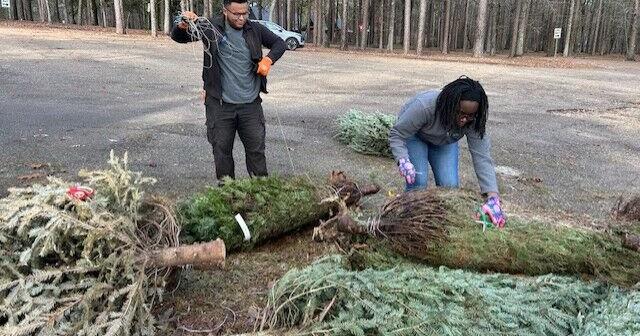 Christmas tree recycling helps local fish habitat