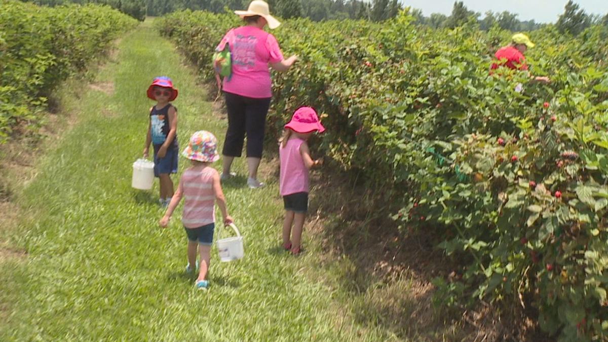 It's berry pickin' time in DeBerry, Texas ArkLaTex InDepth
