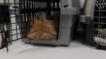 Animal rescue group help spay and neuter Texarkana pets