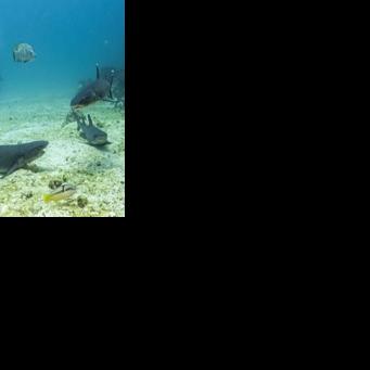Underwater image of critically endangered whitetip sharks at the North Seymour Island dive site in the Galapagos archipelago, Ecuador