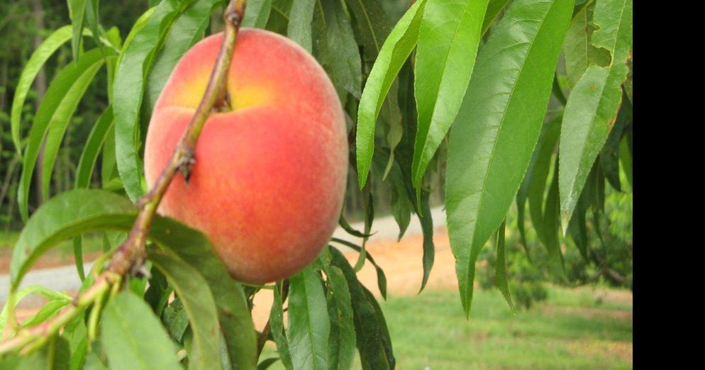 Ruston gearing up for annual Peach Festival News