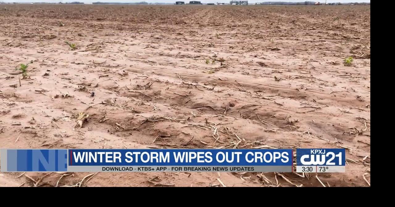 Winter storm devastates Caddo Parish farms