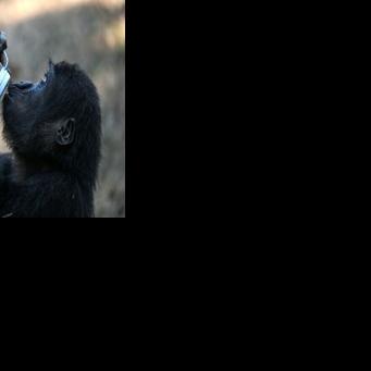 Zeytin, whose name means 'olive' in Turkish, is believed to be an endangered Western lowland gorilla