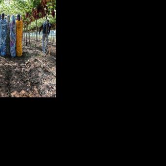 Agriculture is the backbone of India's rural-driven economy, employing more than 700 million people