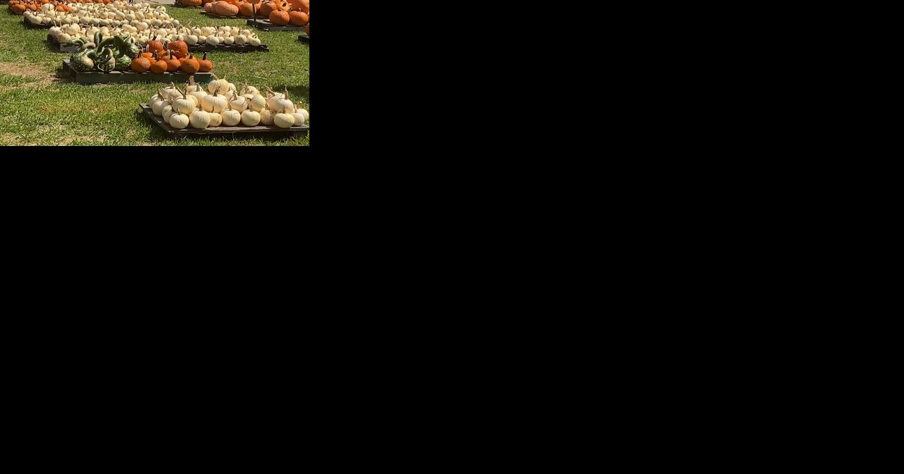 St. Luke's UMC pumpkin patch now open - Vimarsana News