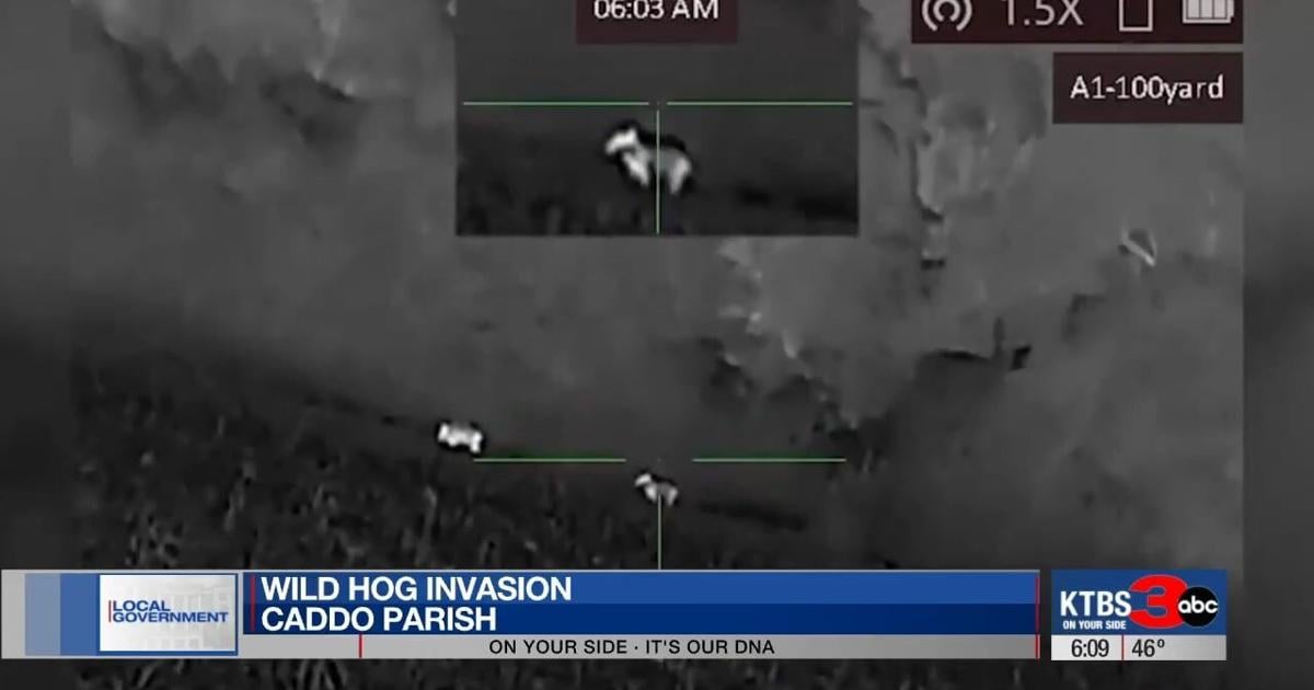 Caddo commissioners warn of exploding wild hog crisis | News | ktbs.com