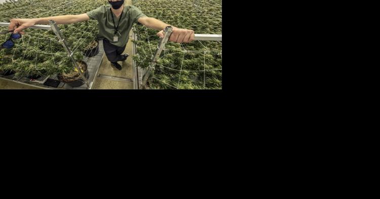 Louisiana set to expand medical marijuana business, allow for new pharmacies - Vimarsana News