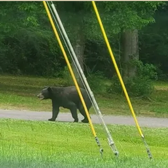 Black bears sighted in northwest Louisiana - Vimarsana News