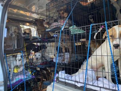 Rescue Groups Save Dogs When Bossier Shelter Is Hit By Virus News Ktbs Com