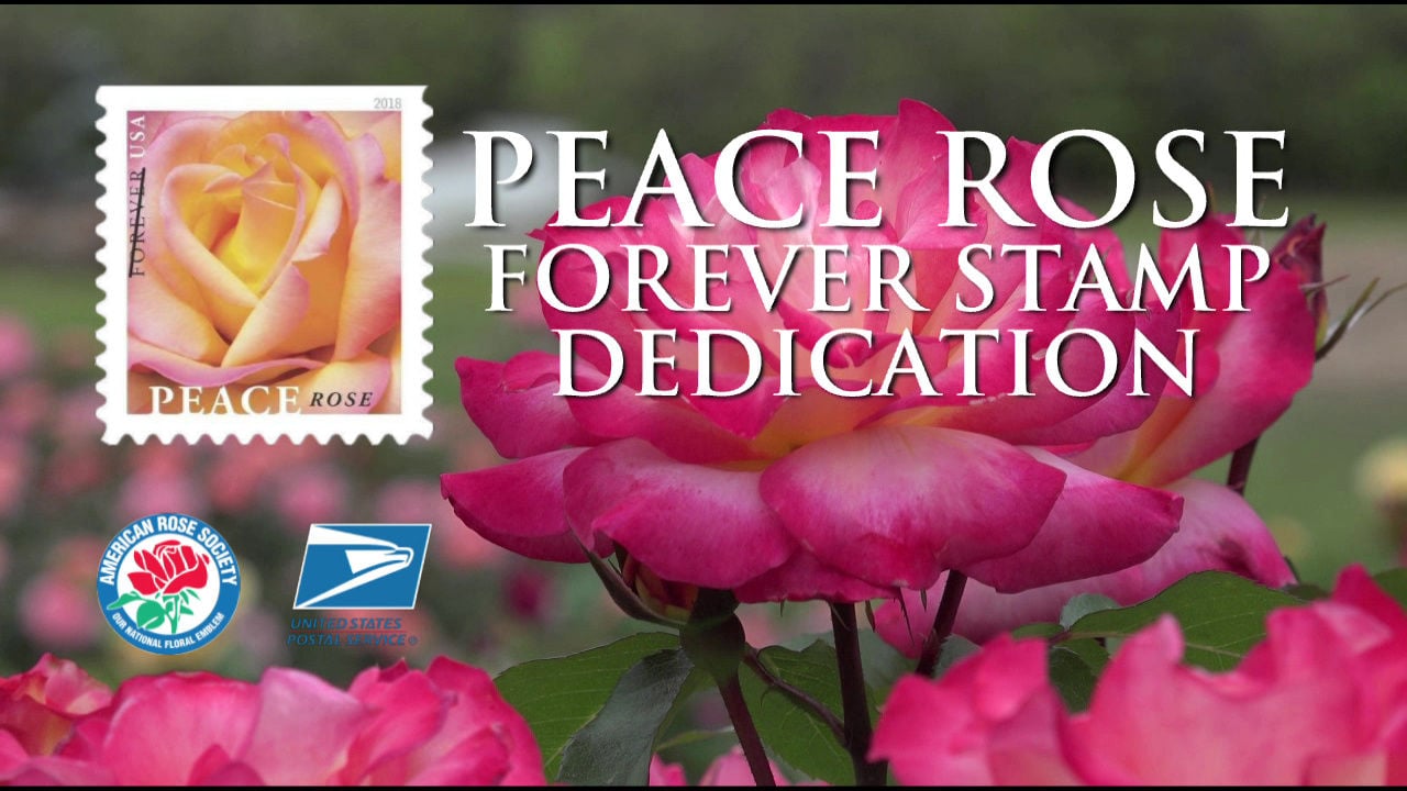 Peace Rose Forever Stamp Dedication ktbs