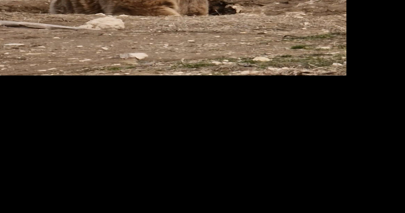 Bears rescued from filthy cages wake from hibernation