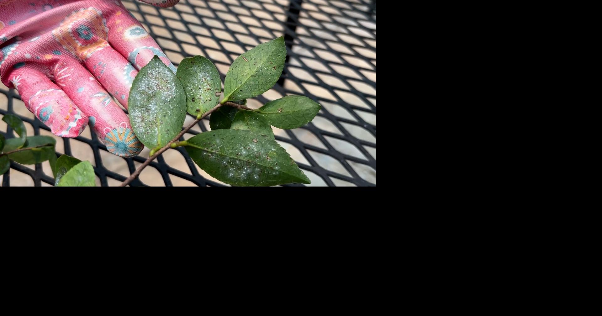 Garden Club: How to revive tired container gardens during the summer heat