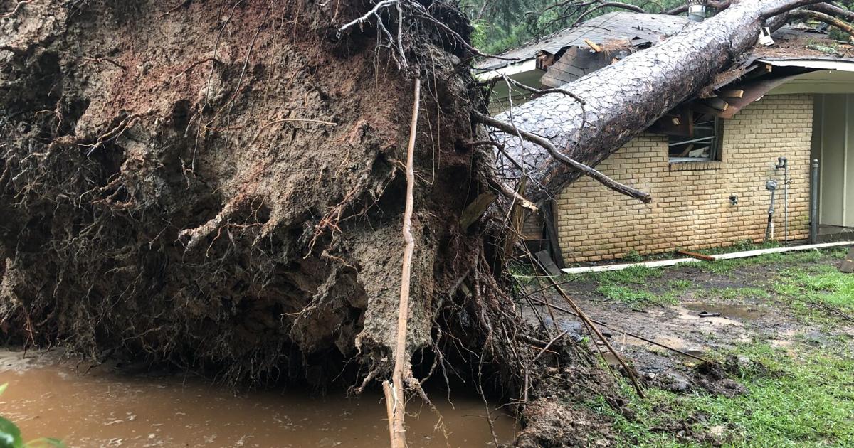 Large tree falls onto home, displaces a family during Monday ...