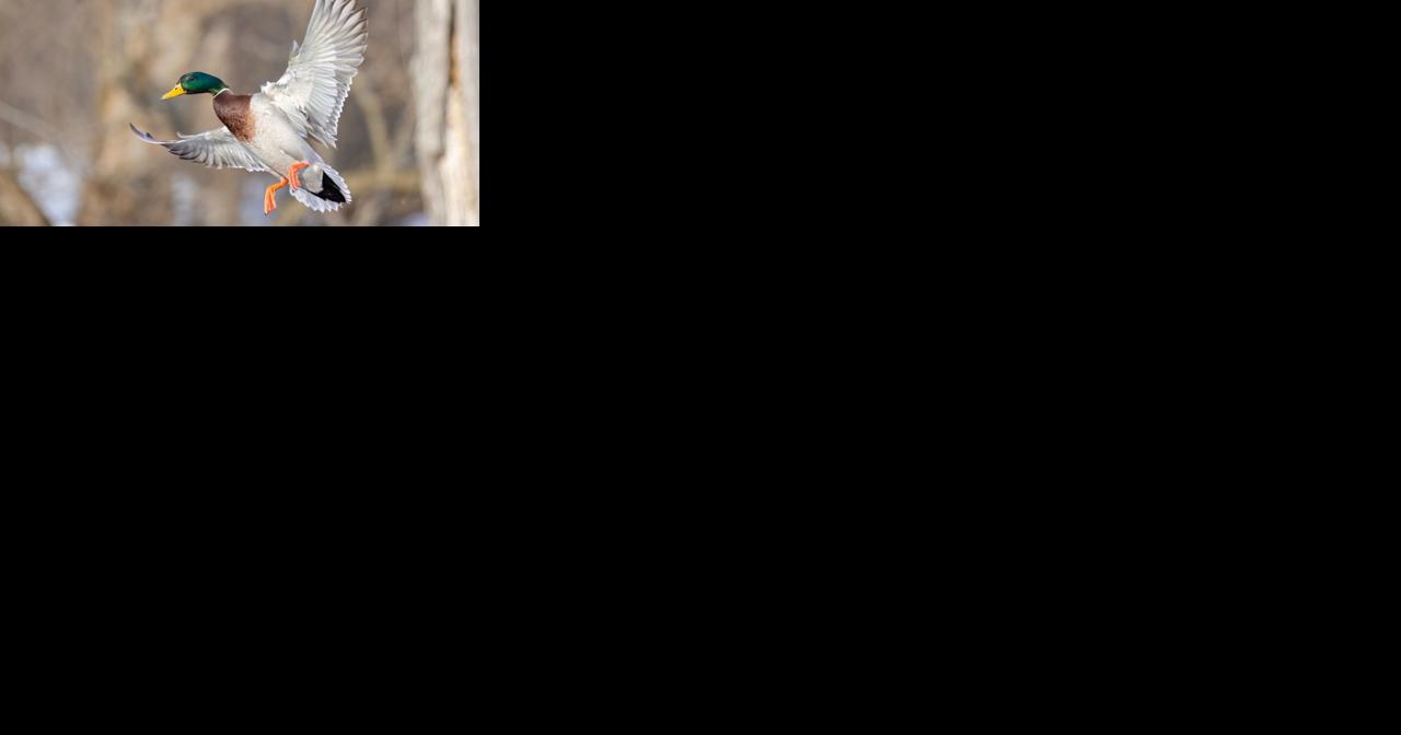 Louisiana se destaca en la caza de aves migratorias con récord de cosecha de Canvasback