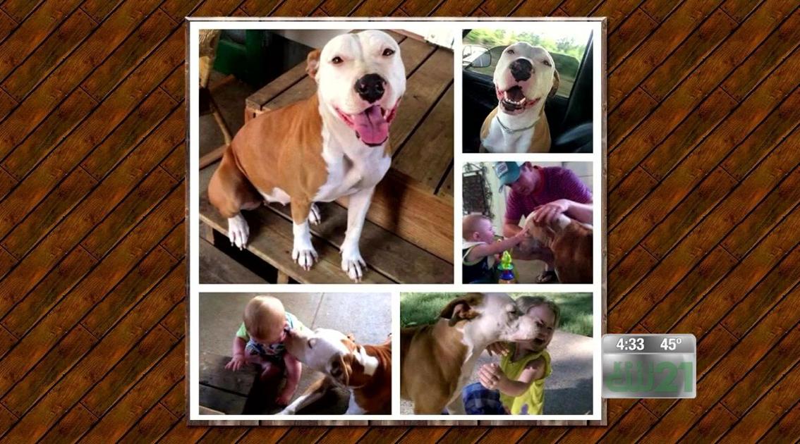 Texarkana family claims their beloved pet was wrongfully ...