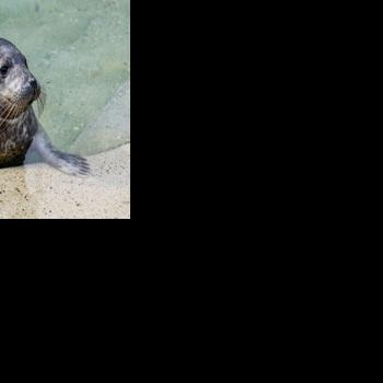 The seals have been nurtured at a rehabilitation centre in the Lithuanian port of Klaipeda