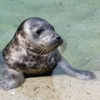 The seals have been nurtured at a rehabilitation centre in the Lithuanian port of Klaipeda