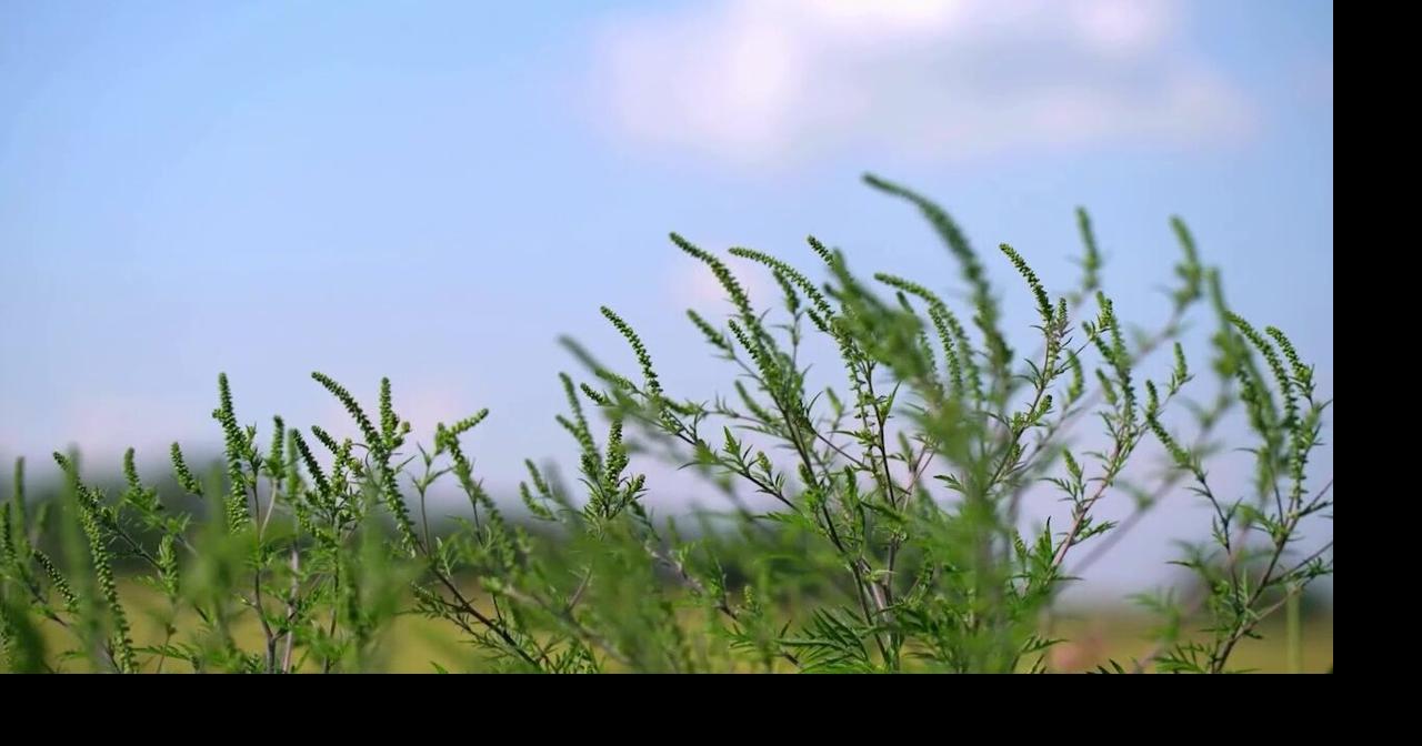 Seasonal allergies could cause reactions to certain foods | Health ...