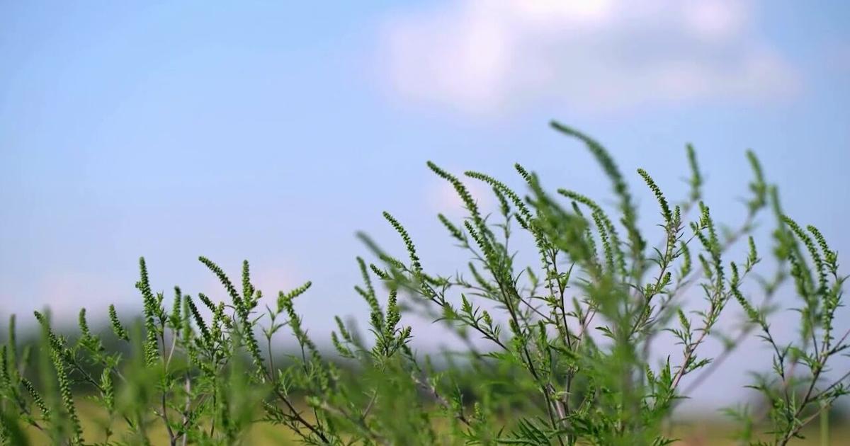 Cancer Health Tips Seasonal allergies could cause reactions to certain foods | Health ...