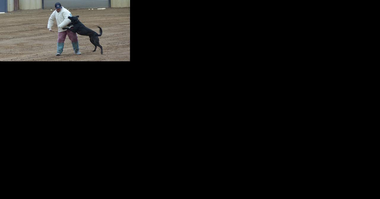 K9 teams track down suspect while participating in certification trials in Texarkana - Vimarsana News
