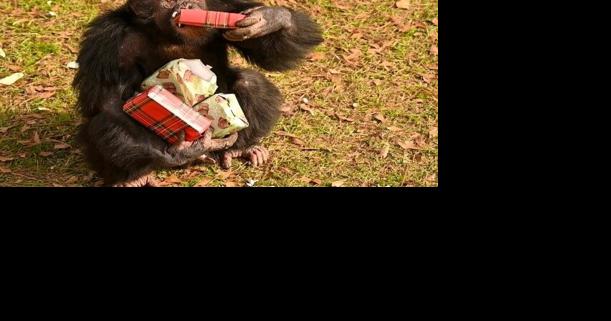 Chimps open holiday gifts at sanctuary - Vimarsana News