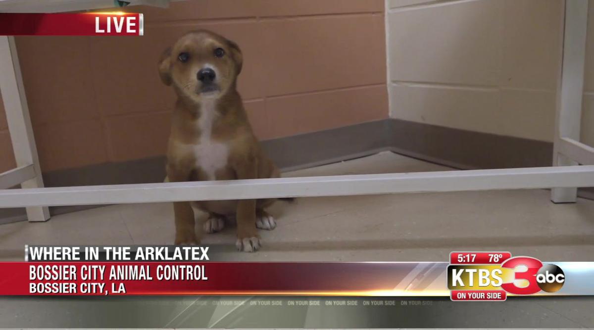 Rick Rowe S Where In The Arklatex Bossier Animal Shelter First News Ktbs Com