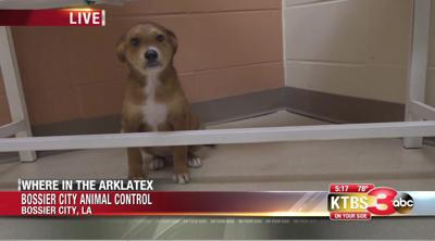 Bossier City Animal Shelter Closing Concerns Community Bossier Press Tribune