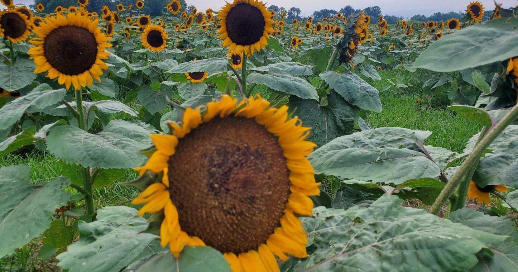 Immerse yourself in natural beauty at DixieMaze Farm's Sunflower Fest - Vimarsana News