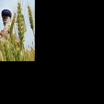 A farmer inspects wheat crop in his field on the outskirts of Amritsar on April 3, 2025