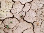 Expert warns droughts put these 5 wildlife species most at risk