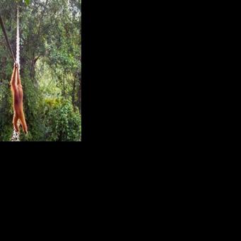 In the wild, orangutans are found only on Sumatra and the nearby island of Borneo, which is shared between Indonesia, Malaysia and Brunei