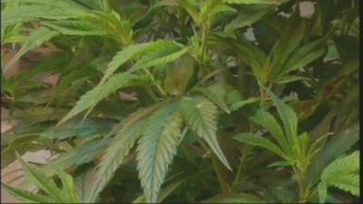 Advocates push to get recreational marijuana initative on the ballot in Arkansas