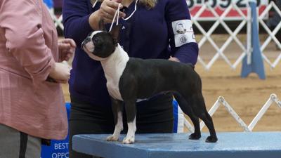 AKC Dog All-Breed Show returns to Texarkana