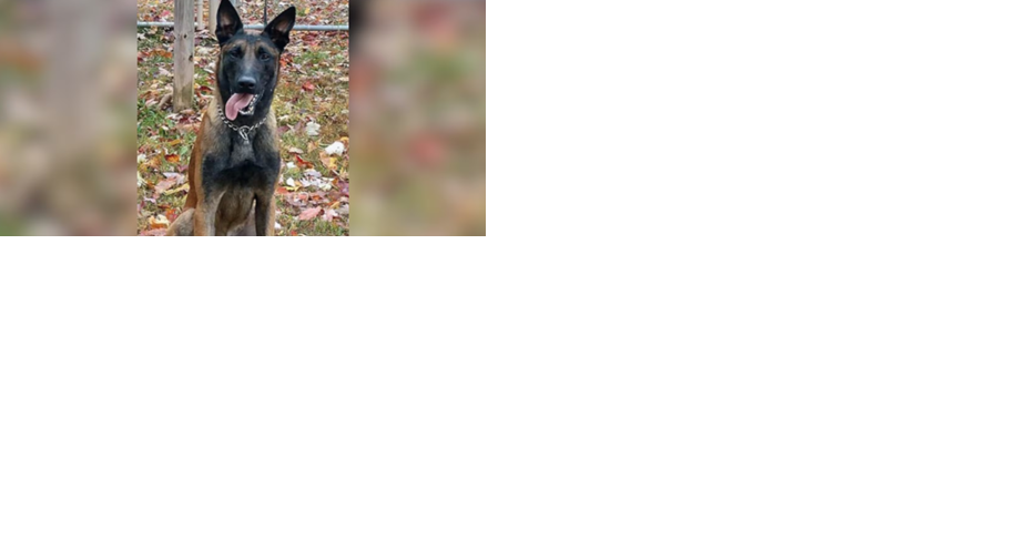 MS-19 gang members 'violently' kill K-9 protecting officer during Virginia prison assault - Vimarsana News