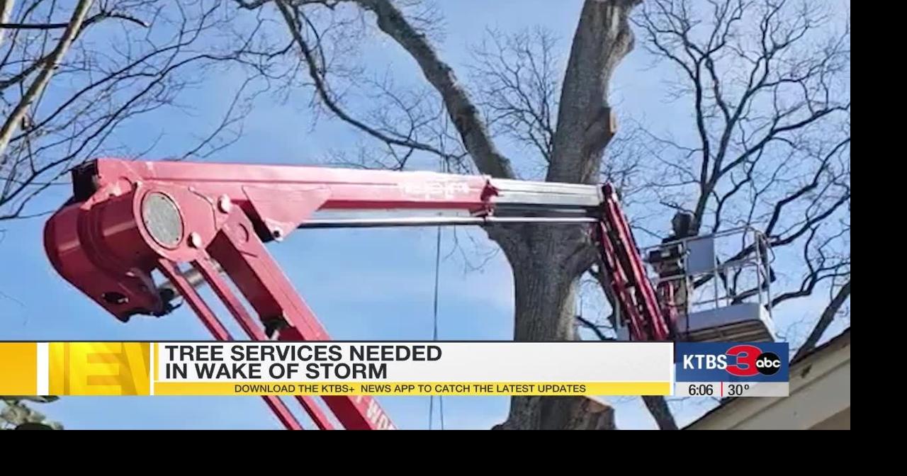 After the storm, arborists urge homeowners to assess tree damage before ...