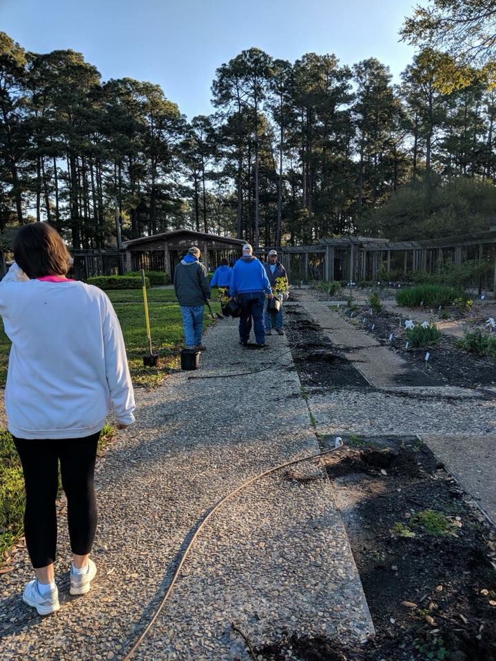 Hodges Gardens Rose Bushes Moved To Cypress Bend Park News