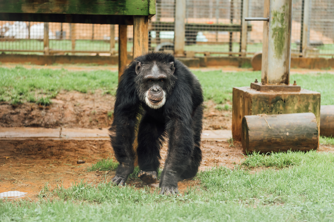 Chimp Haven primate benefits from Willis-Knighton surgeon's expertise |  News | ktbs.com