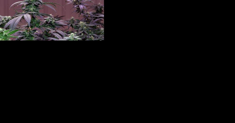 Amid growing pains for Louisiana medical marijuana, advocates look to open up the market - Vimarsana News