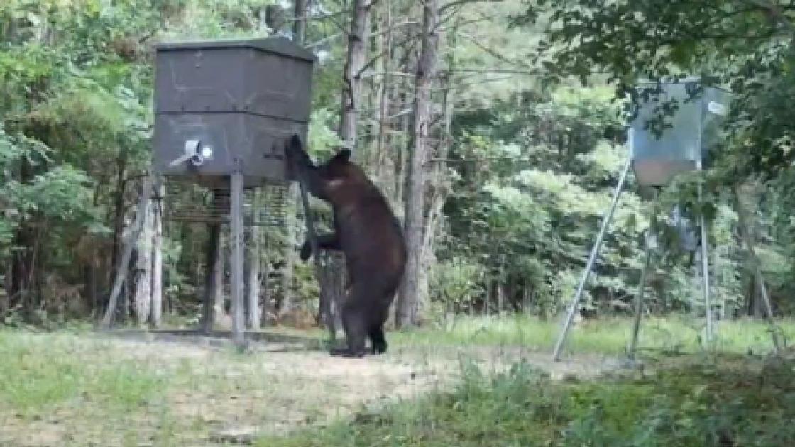 Numerous black bears sightings reported in East Texas East Texas