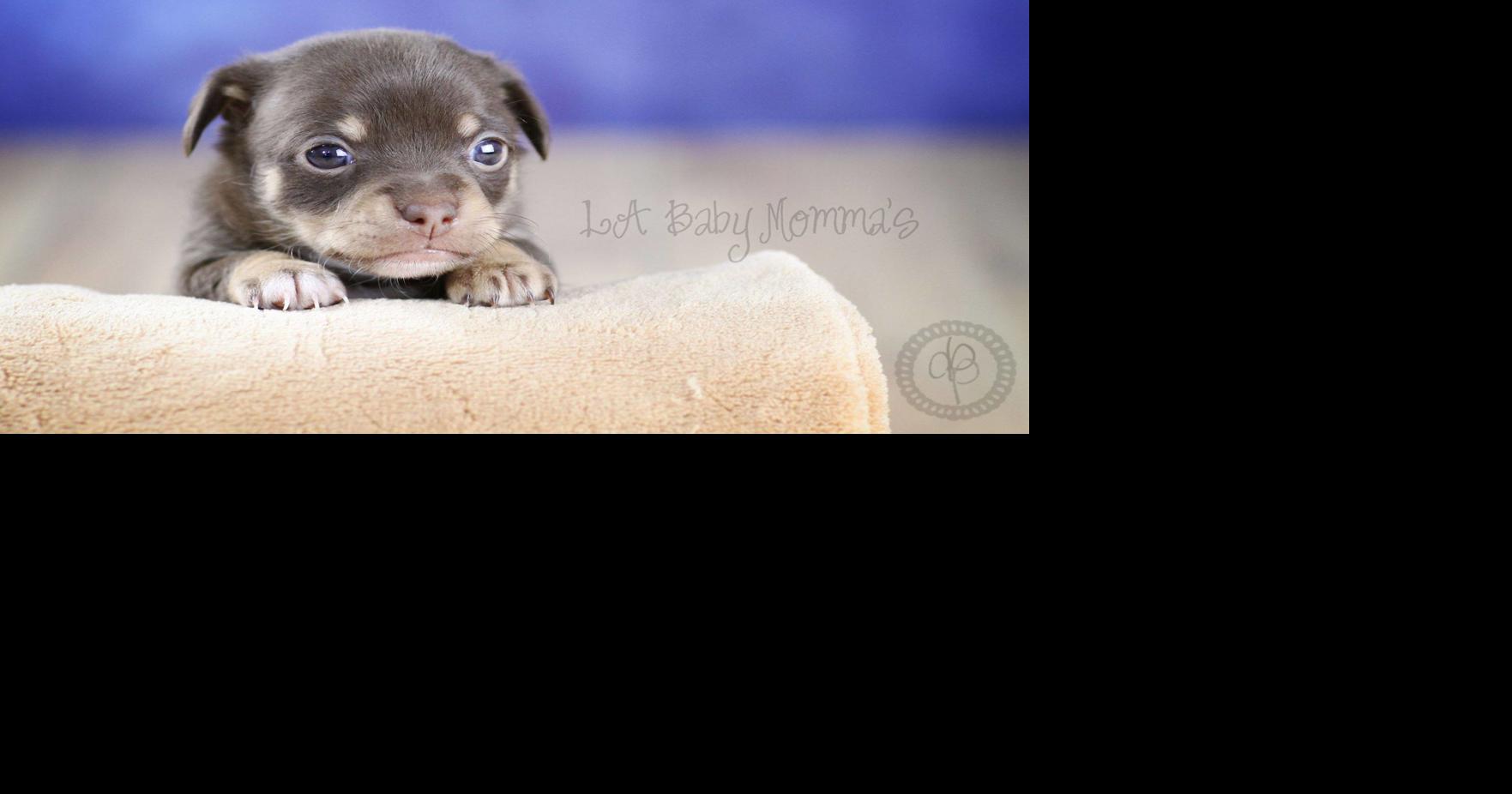 Adopt a new puppy for your family | Community | ktbs.com