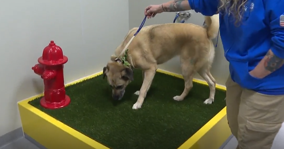 Texarkana Regional Airport opens new service animal relief area
